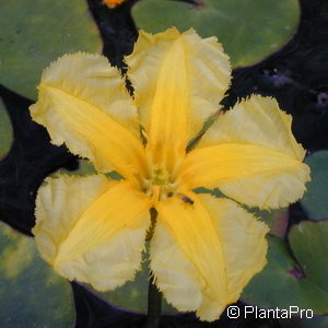 Nymphoides peltata