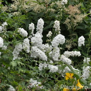 Delphinium (Pacific-Gruppe)weiss