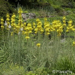 Asphodeline lutea