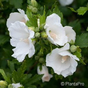 Hibiscus syriacus'Totus Albus'