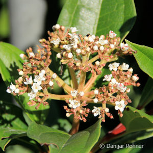 Viburnum davidii