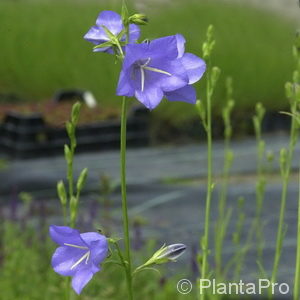 Campanula persicifolia'Grandiflora Coerulea'