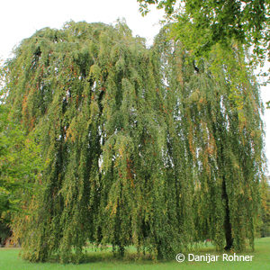 Fagus sylvatica'Pendula'