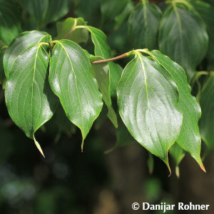 Cornus kousa