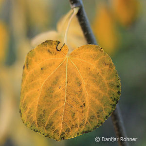 Cercidiphyllum japonicum'Pendulum'