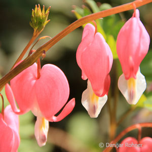 Dicentra spectabilis