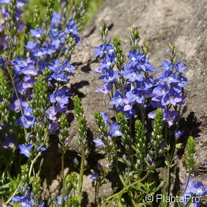 Veronica prostrata