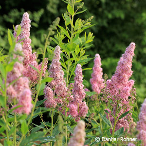 Spiraea billiardii (x)'Triumphans'