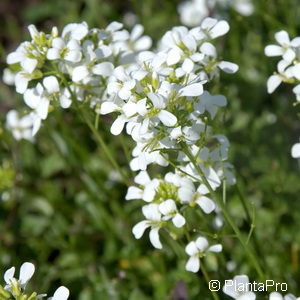 Arabis caucasicaweiss