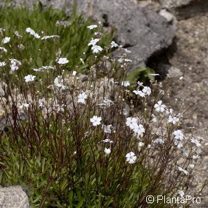 Silene alpestris