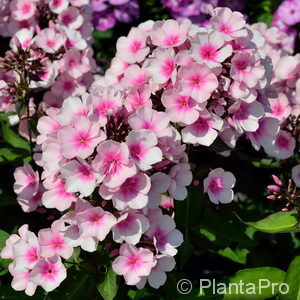 Phlox (Paniculata-Gruppe)'Bright Eyes'