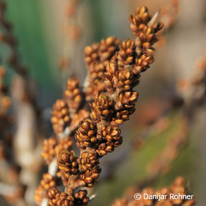 Hippophae rhamnoides'Pollmix'