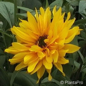 Helianthus atrorubens'Monarch'