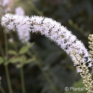 Cimicifuga / Actaea racemosa