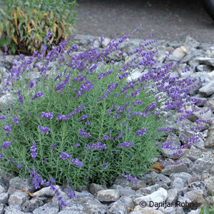 Lavandula angustifolia'Hidcote'