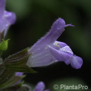 Salvia officinalis'Berggarten'