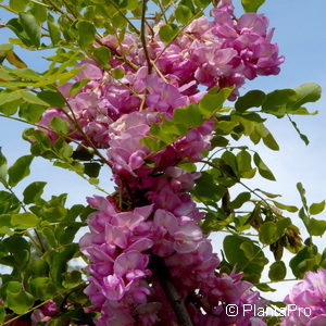 Robinia hispida