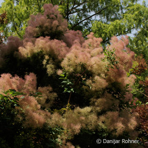 Cotinus coggygria