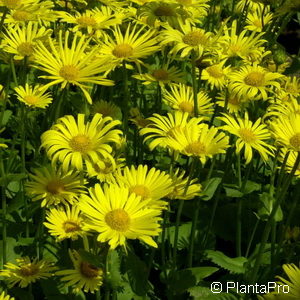 Doronicum orientale