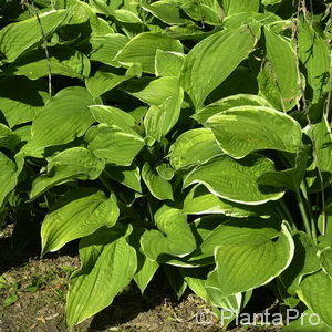 Hosta undulata'Albomarginata'