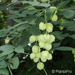 Staphylea pinnata