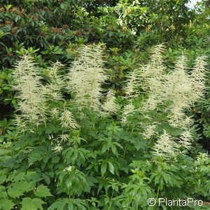 Aruncus dioicus