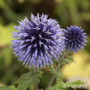 Echinops ritro