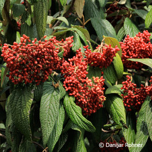 Viburnum rhytidophyllum