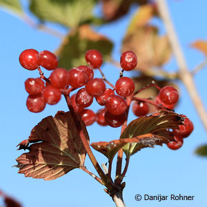 Viburnum opulus