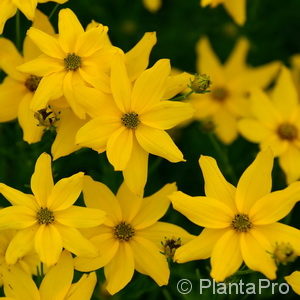 Coreopsis verticillata'Grandiflora'