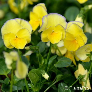 Viola (Cornuta-Gruppe)gelb