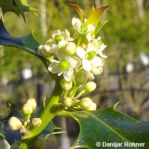 Ilex aquifolium'Alaska'