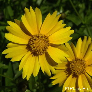 Coreopsis lanceolata'Goldteppich'