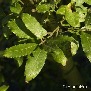 Salix caprea