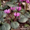 Cyclamen coum