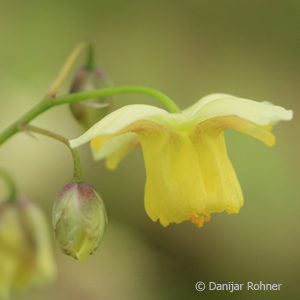 Epimedium versicolor (x)'Sulphureum'