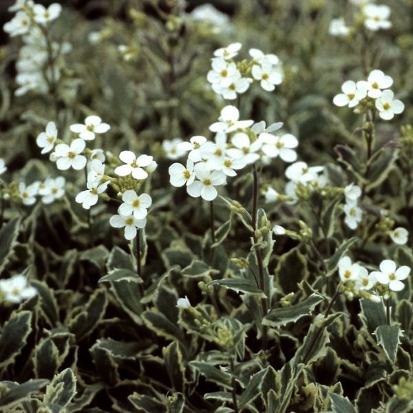 Arabis ferdinandi-coburgii'Variegata'