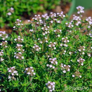 Thymus vulgaris'Compactus'