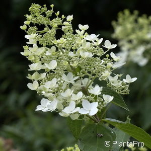 Hydrangea paniculata'Unique'