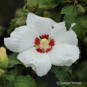 Hibiscus syriacus'Red Heart'