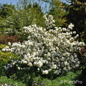 Viburnum plicatum'Grandiflorum'