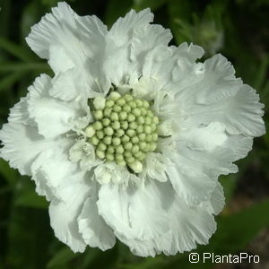 Scabiosa caucasica'Miss Willmott'