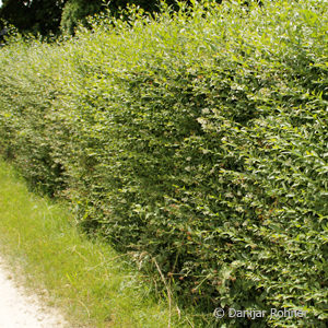 Ligustrum ovalifolium