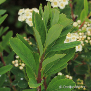 Spiraea nipponica'Snowmound'