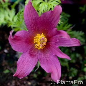 Pulsatilla vulgaris'Rubra'