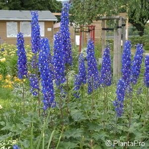 Delphinium'Lanzenträger'