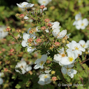 Potentilla fruticosa'Abbottswood'