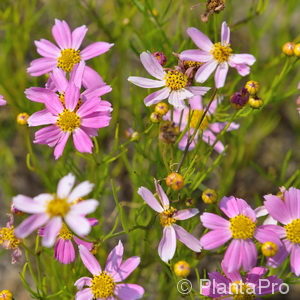 Coreopsis rosea'American Dream'