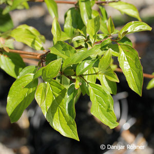 Cornus sanguinea