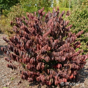 Viburnum plicatumf. tomentosum